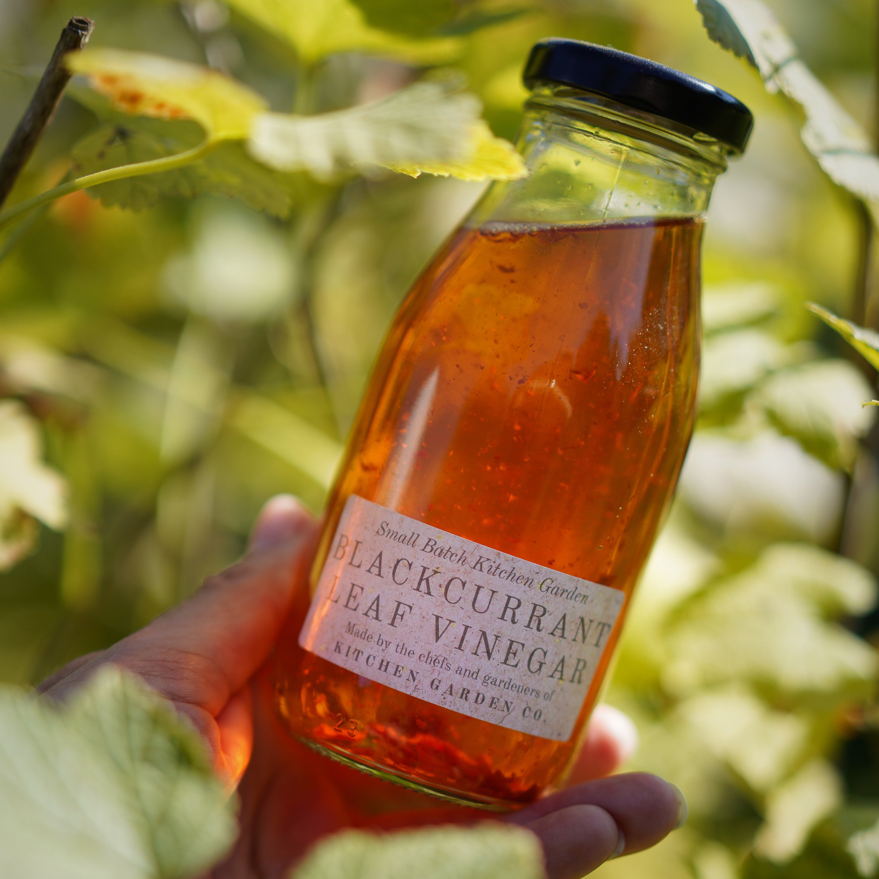 Blackcurrant Infused Cider Vinegar Pythouse Kitchen Garden Shop
